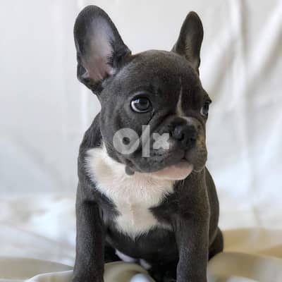 French Bulldog puppy for sale 0