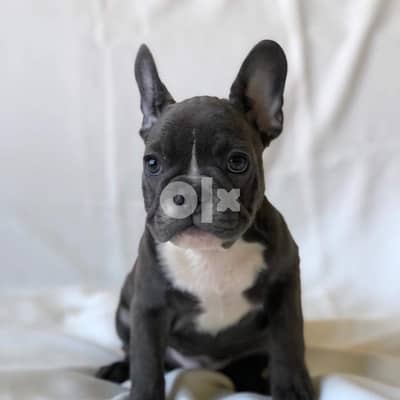 French Bulldog puppy for sale 1